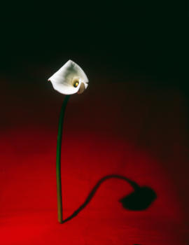 Art Report tom-huber-flower