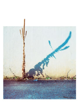 Small Spectacles shadow-plant-tom-huber