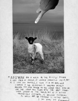 As I was on a walk tom-huber-sheep