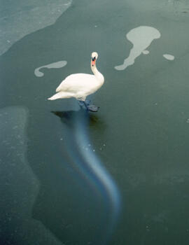 Small Spectacles swan-tom-huber-ice