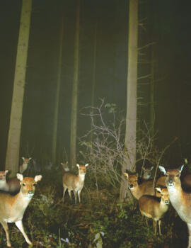 Best of Forest deer-forest-hirsch-tom-huber