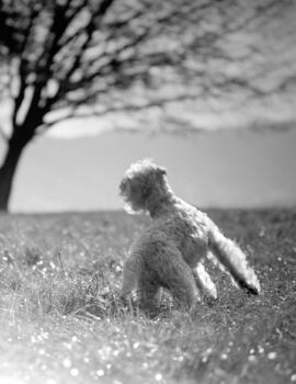 Dog II dog-tom-huber-pudel