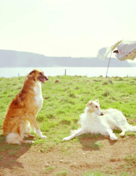 As I was on a walk windhund-tom-huber-dogs-greyhound