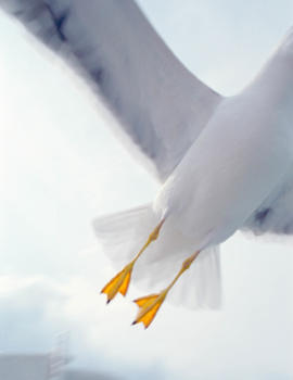 Art Report bird-tom-huber