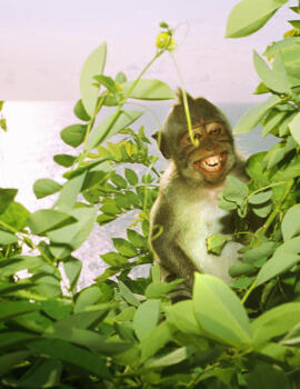 Impressions from the South sunset-monkey-laughter-tomhuber