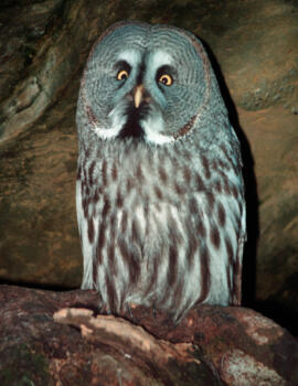 Best of Forest owl-eule-tom-huber-goldau