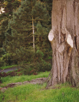 Selfies selfi-shadow-tree-tomhuber