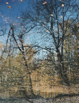 Best of Forest lake-forest-tom-huber