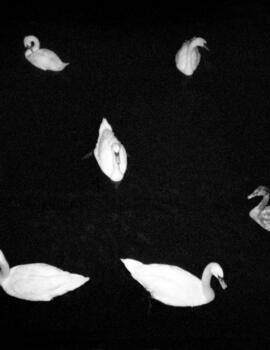 Lonesome in Mysterie swans-tom-huber-dark-lake-night