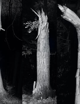 In the Trees trees-tom-huber-baum